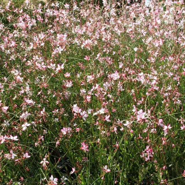 Gaura lindheimeri 'Freefolk Rosy' (Marie-Elise LIENNARD)